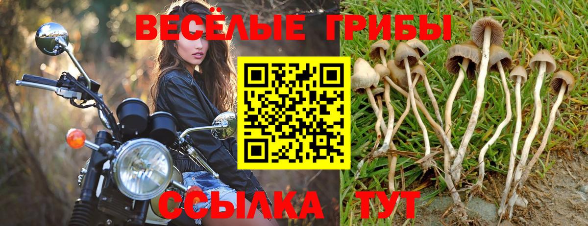 Псилоцибиновые грибы MAGIC MUSHROOMS  Галлюциногенные грибы Cubensis  Заволжье  Вход с VPN 